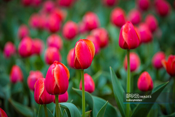 باغ لاله‌ها در کرج