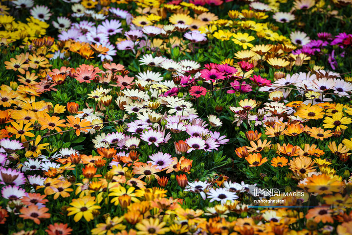 باغ لاله‌ها در کرج