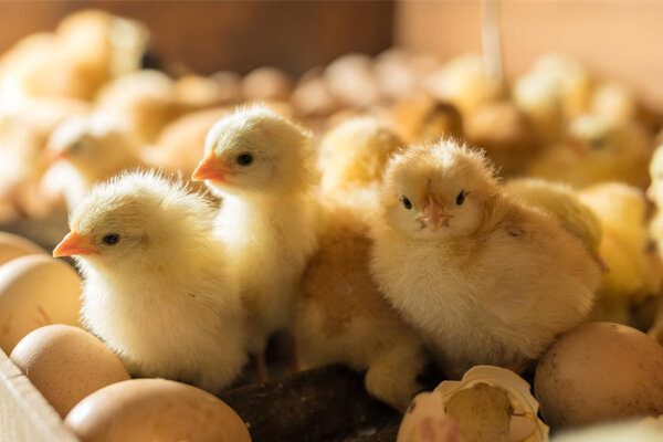 بهترین پرنده برای جوجه کشی با سود باور نکردنی بهترین پرنده برای جوجه کشی با سود باور نکردنی