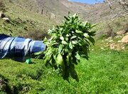 کارآفرینی با طعم ارگانیک