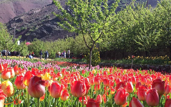 معرفی فناوری فضای سبز در حاشیه جشنواره لاله‌های کرج تقویت شود