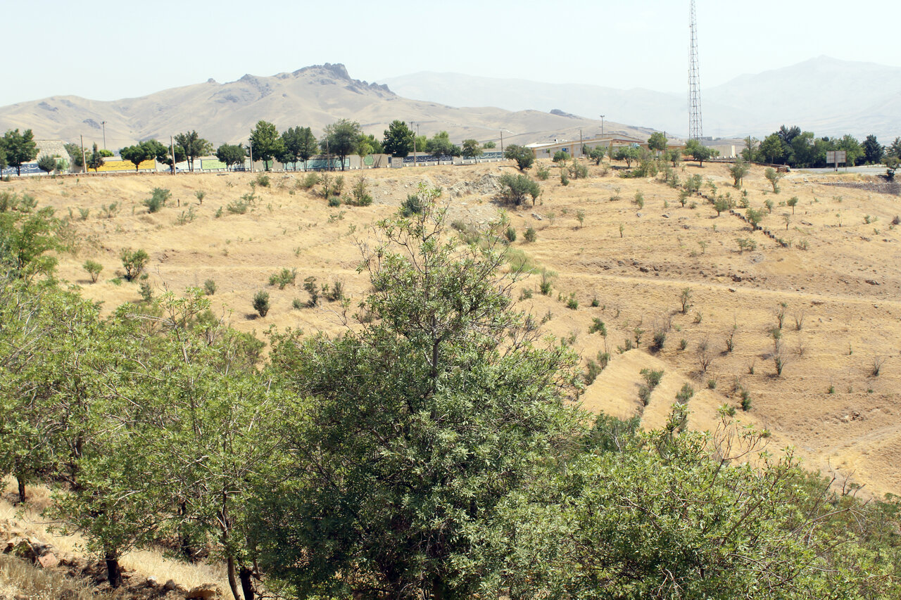 علت خشک شدن درختان توس نوذر سنندج چیست؟