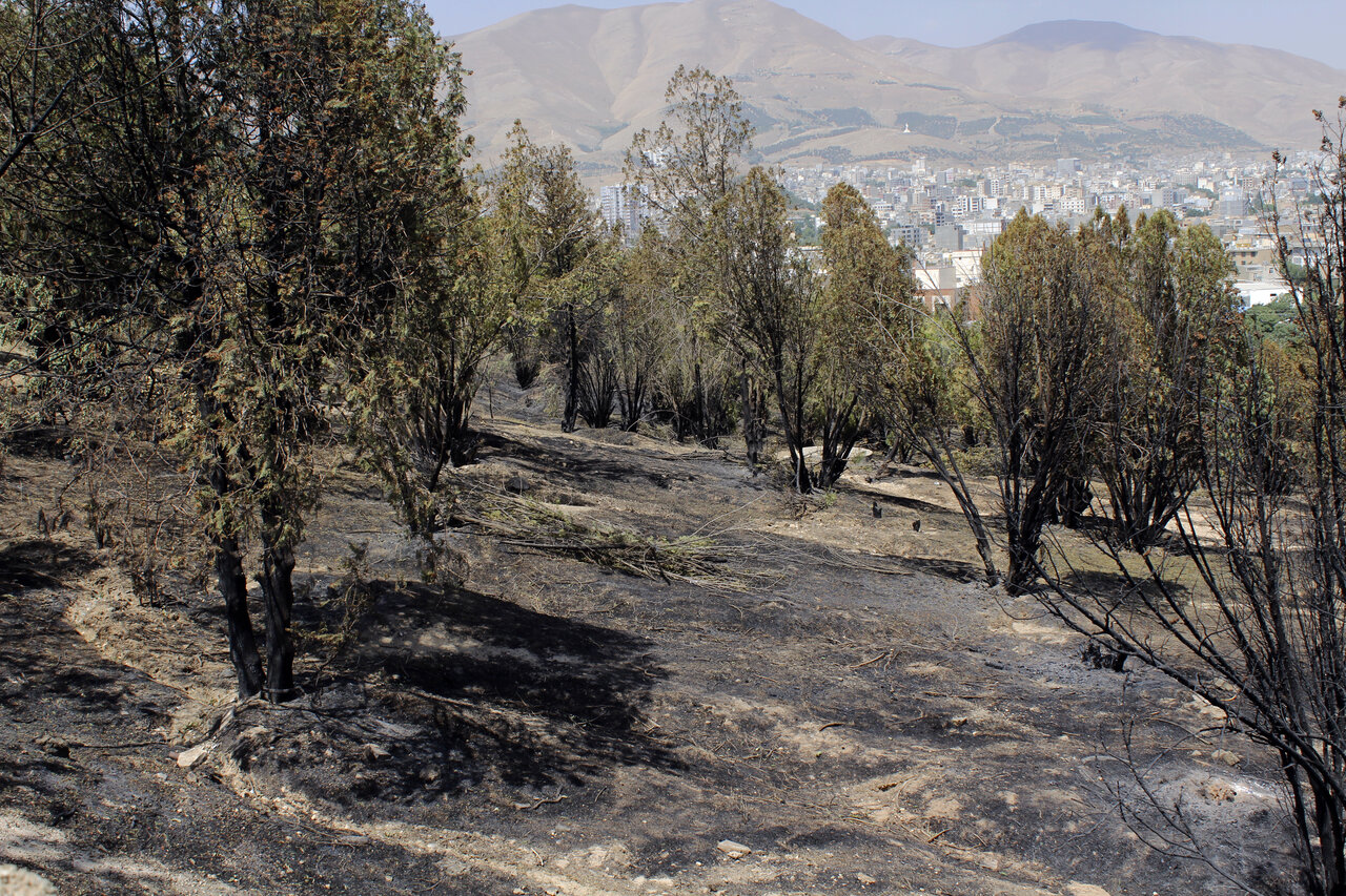 علت خشک شدن درختان توس نوذر سنندج چیست؟