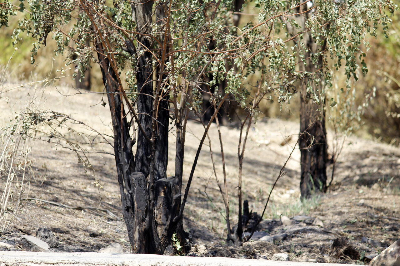 علت خشک شدن درختان توس نوذر سنندج چیست؟