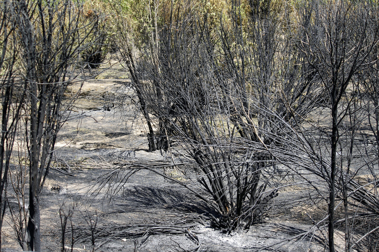 علت خشک شدن درختان توس نوذر سنندج چیست؟