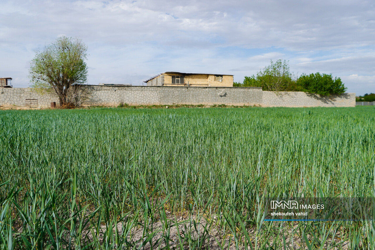 پرداخت مطالبات گندمکاران حیاتی است/ رشد بخش کشاورزی به ۳.۲ درصد رسید