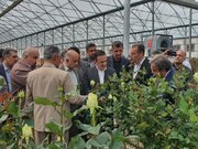 کشت محصولات کشاورزی کم‌آب‌بر در قزوین توسعه پیدا می‌کند