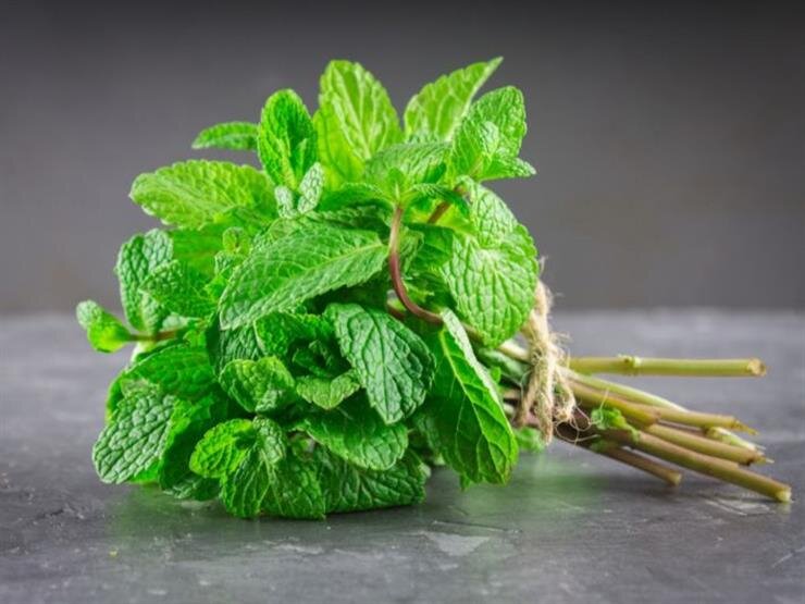 خواص نعناع و عرق نعناع در طب سنتی