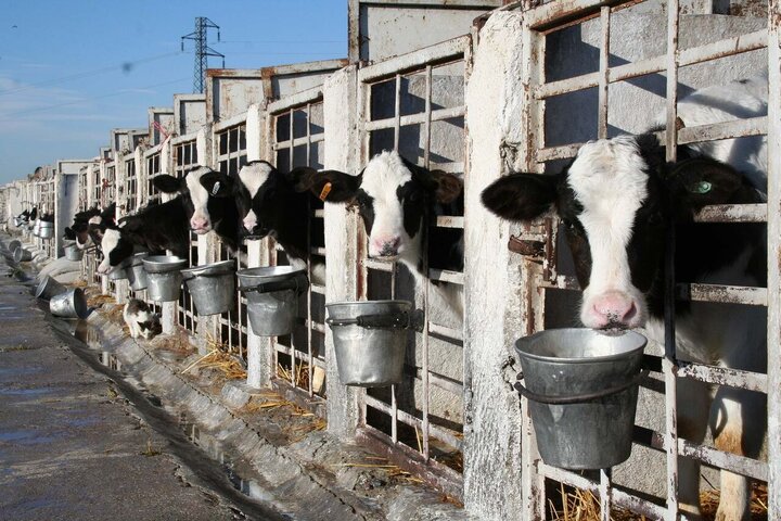 ایران پنجمین غول دامپروری جهان