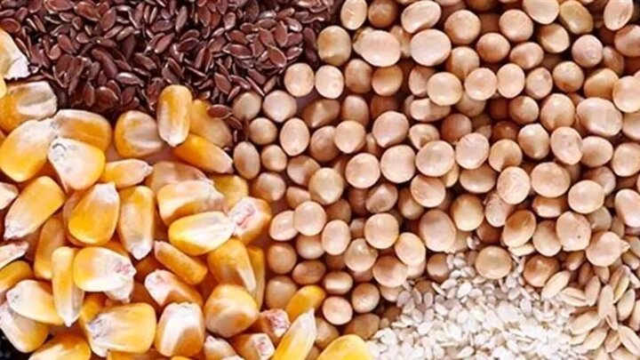 پیش‌بینی خرید ۲۱۰ هزار تن دانه روغنی در کشور / ۱۳۹ هزار تن تاکنون خریداری شد