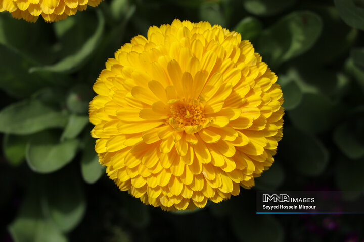 جشنواره گل‌ها در مشهد