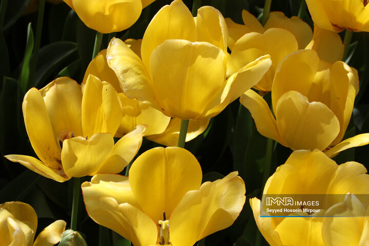 جشنواره گل‌ها در مشهد