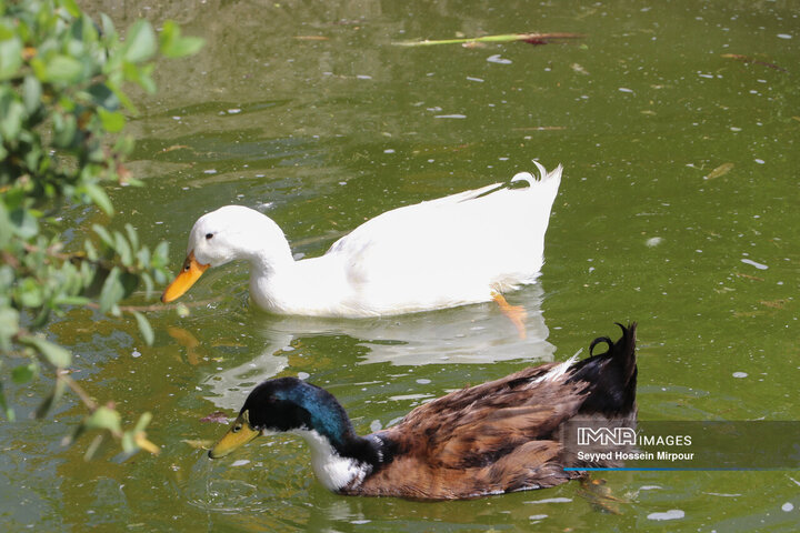 جشنواره گل‌ها در مشهد