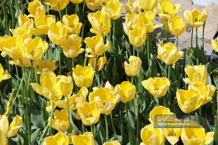 جشنواره گل‌ها در مشهد