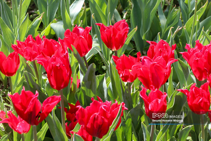 جشنواره گل‌ها در مشهد