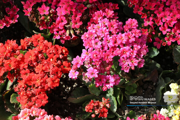 جشنواره گل‌ها در مشهد