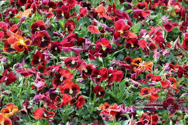 جشنواره گل‌ها در مشهد