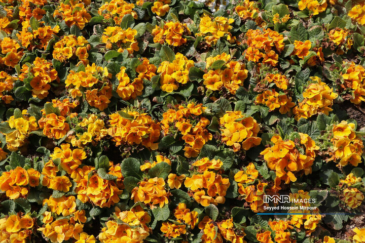 جشنواره گل‌ها در مشهد