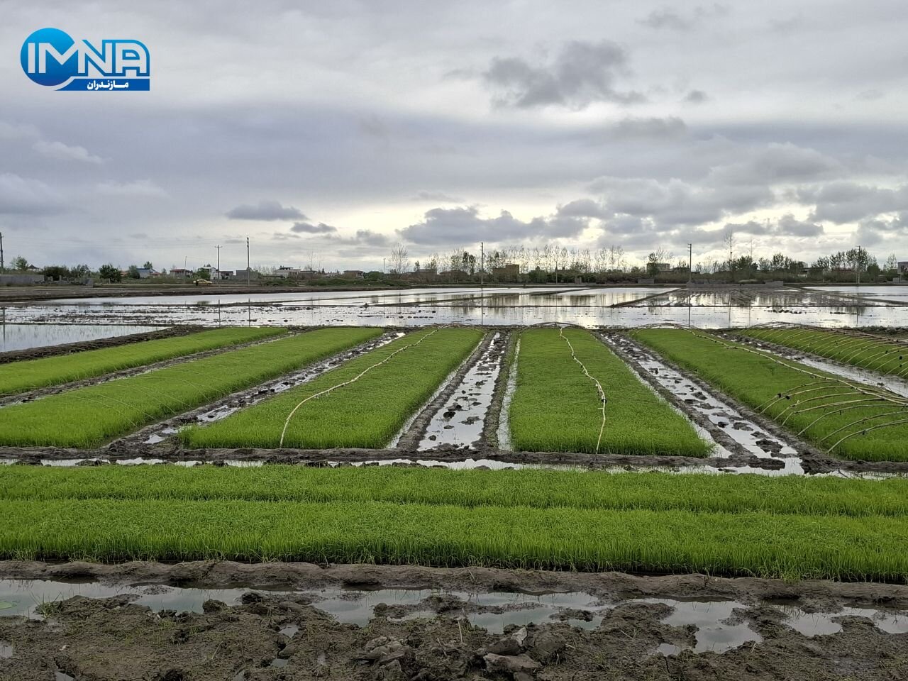 اصلاح سیاستهای واردات و حمایت از کشاورزان؛ دو بال نجات بازار برنج