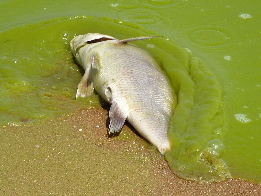 پدیدهای عجیب و نگرانکننده برای اقیانوسها