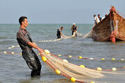 ممنوعیت صید ماهی‌شیر در خلیج‌فارس و دریای عمان از ۲۵ مرداد 