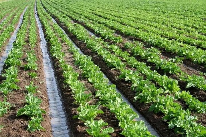 دو روایت از یک کشت؛ چغندرقند در دوراهی تصمیم