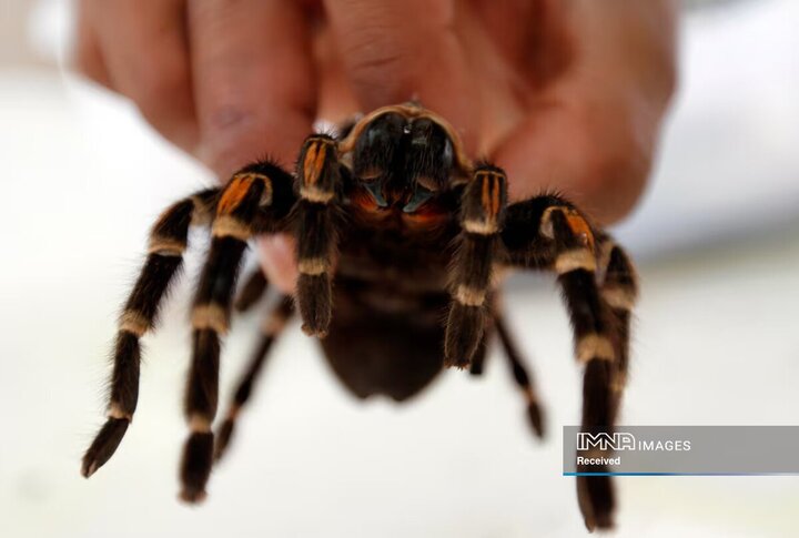 رتیل مکزیکی، مکزیکوسیتی