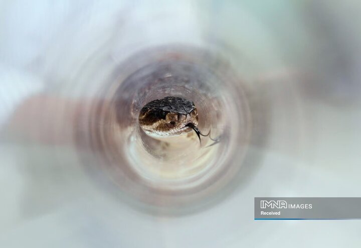 مار زنگی محبوس در یک استوانه پلاستیکی در مکزیکوسیتی