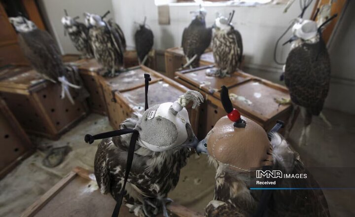 شاهین‌های کشف شده در کراچی پاکستان