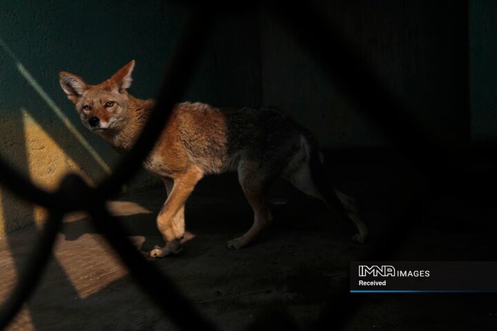 دنیای سیاه قاچاق حیوانات