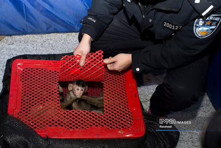 یکی از 100 بچه ماکاک دم دراز کشف شده از یک کامیون در ویتنام
