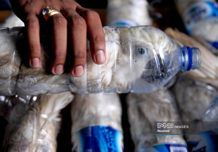 کاکادو کاکل زرد محبوس در یک بطری آب در گمرک اندونزی