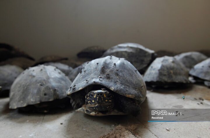 لاک‌پشت‌های آب شیرین کشف شده در کراچی پاکستان