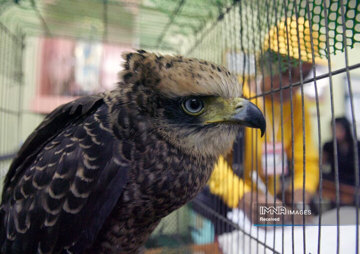 دنیای سیاه قاچاق حیوانات