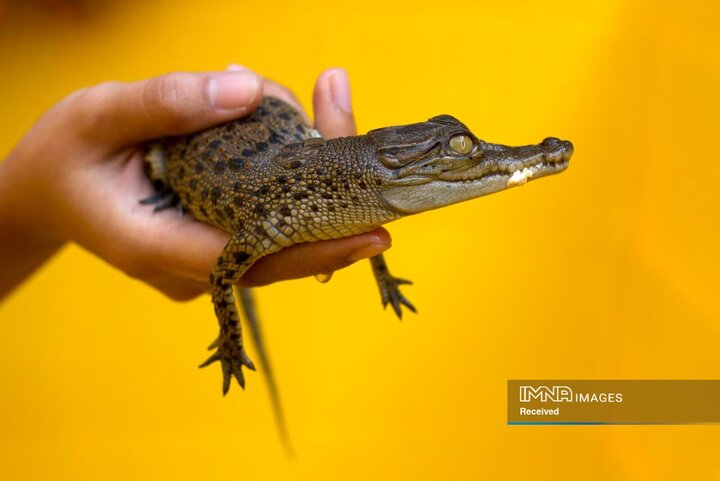 یکی از هشت بچه تمساح آب شور کشف شده در حین قاچاق، یوگیاکارتا