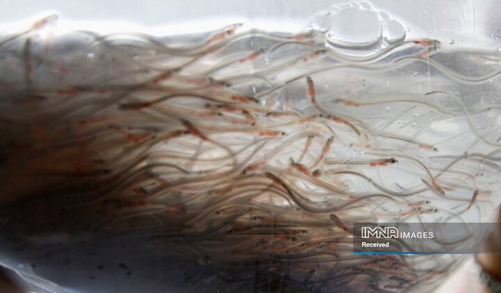 هزاران بچه مارماهی محبوس در کیسه‌های پلاستیکی به وزن تقریبی 949 کیلوگرم که از قاچاقیان حیوانات کشف شده است.