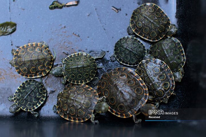 دنیای سیاه قاچاق حیوانات