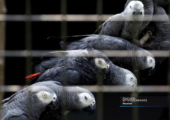 طوطی های خاکستری آفریقایی که توسط مقامات اوگاندا در گذرگاه مرزی اوگاندا و جمهوری دموکراتیک کنگو از یک تاجر غیرقانونی کشف شدند.