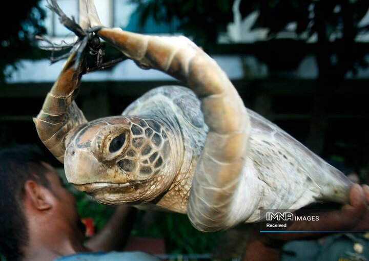 یکی از 71 لاک پشت سبز در حال قاچاق در بالی