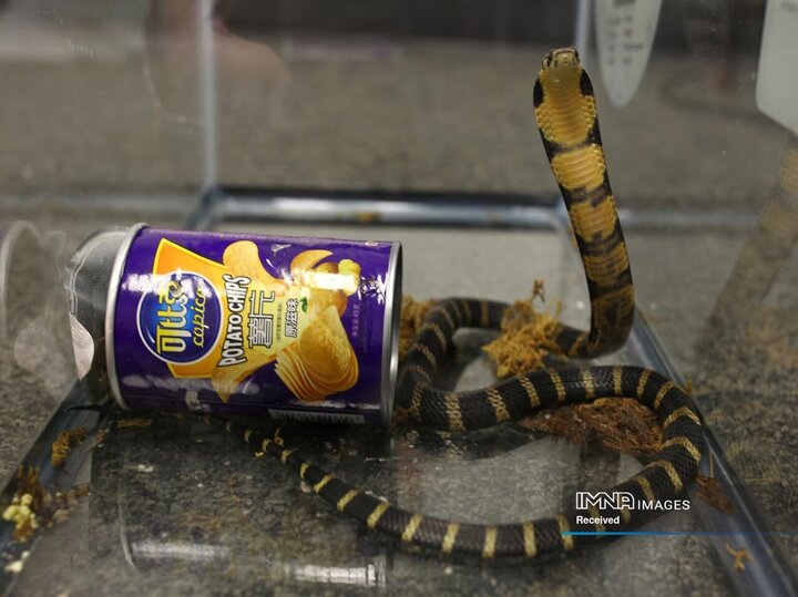 شاه کبرای محبوس شده در ظرف چیپس، ایالات متحده