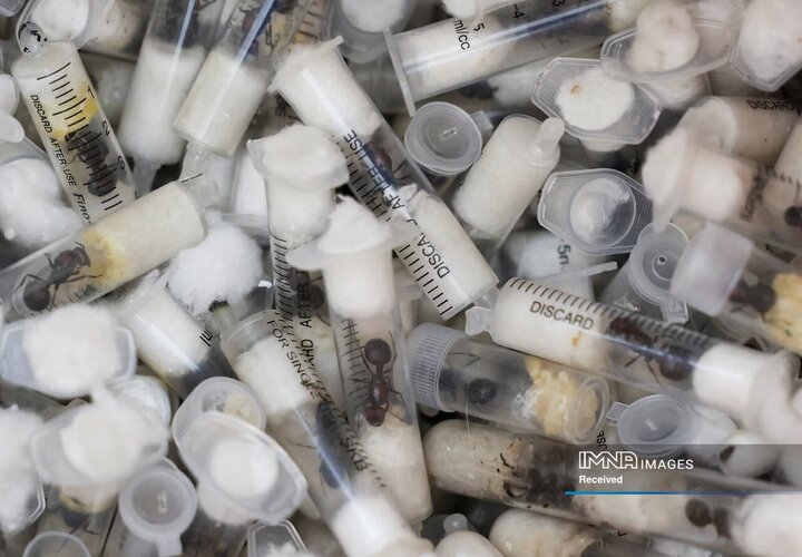 مورچه‌های باغی محبوس شده در سرنگ، فرودگاه نایروبی