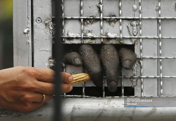 یکی از چهارده اورانگوتان قاچاق شده به تایلند