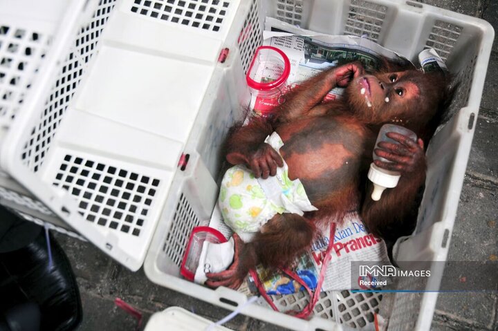 دنیای سیاه قاچاق حیوانات