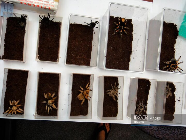 رتیل‌های قاچاق شده از آلمان به ایالات متحده