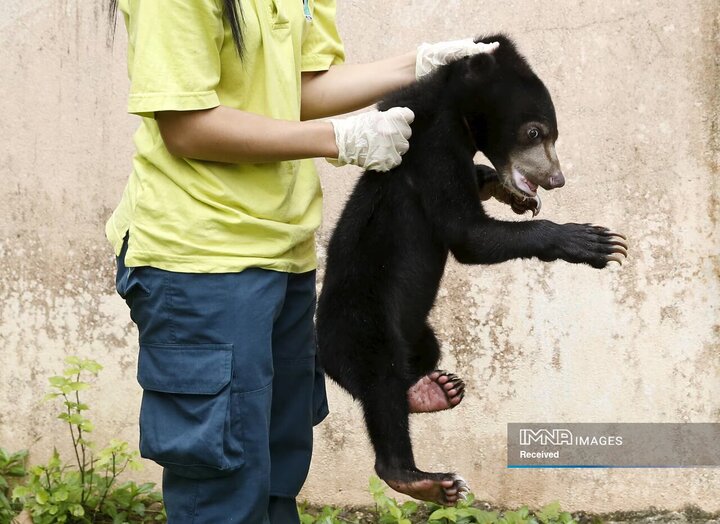 خرس مالاییایی کشف شده از قاچاقچیان حیوانات