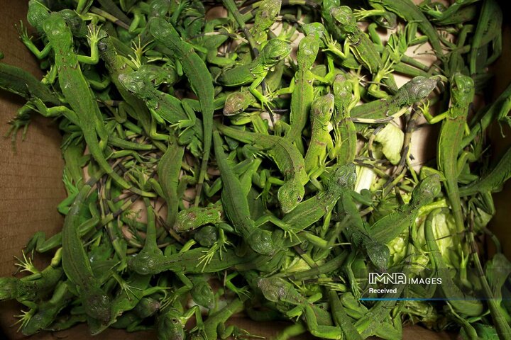 بچه ایگواناهای محبوس در جعبه‌های مقوایی، کاستاریکا