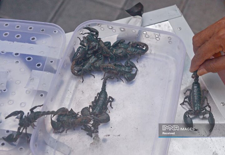 عقرب‌های قاچاق کشف شده در بالی
