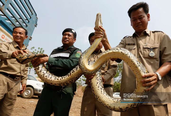 مار پیتون کشف شده در کامبوج