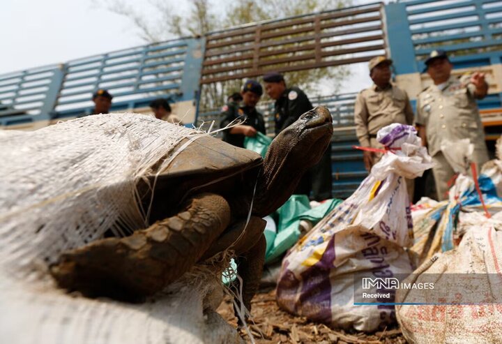 لاک پشت کشف شده در کامبوج
