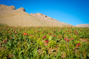 ۱۱ اثر طبیعی اصفهان در مسیر ثبت ملی